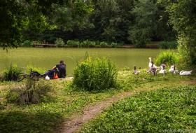 Un homme est aussi au bord du lac de la Pinçonnière, entouré par la végétation et à côté de son vélo. Il tourne la tête par dessus son épaule, en direction d'un groupe de près d'une dizaine d'oies.