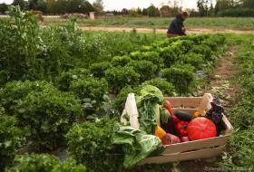 Une personne récolte des salades dans un champ, avec au premier plan un panier d’autres légumes variés.